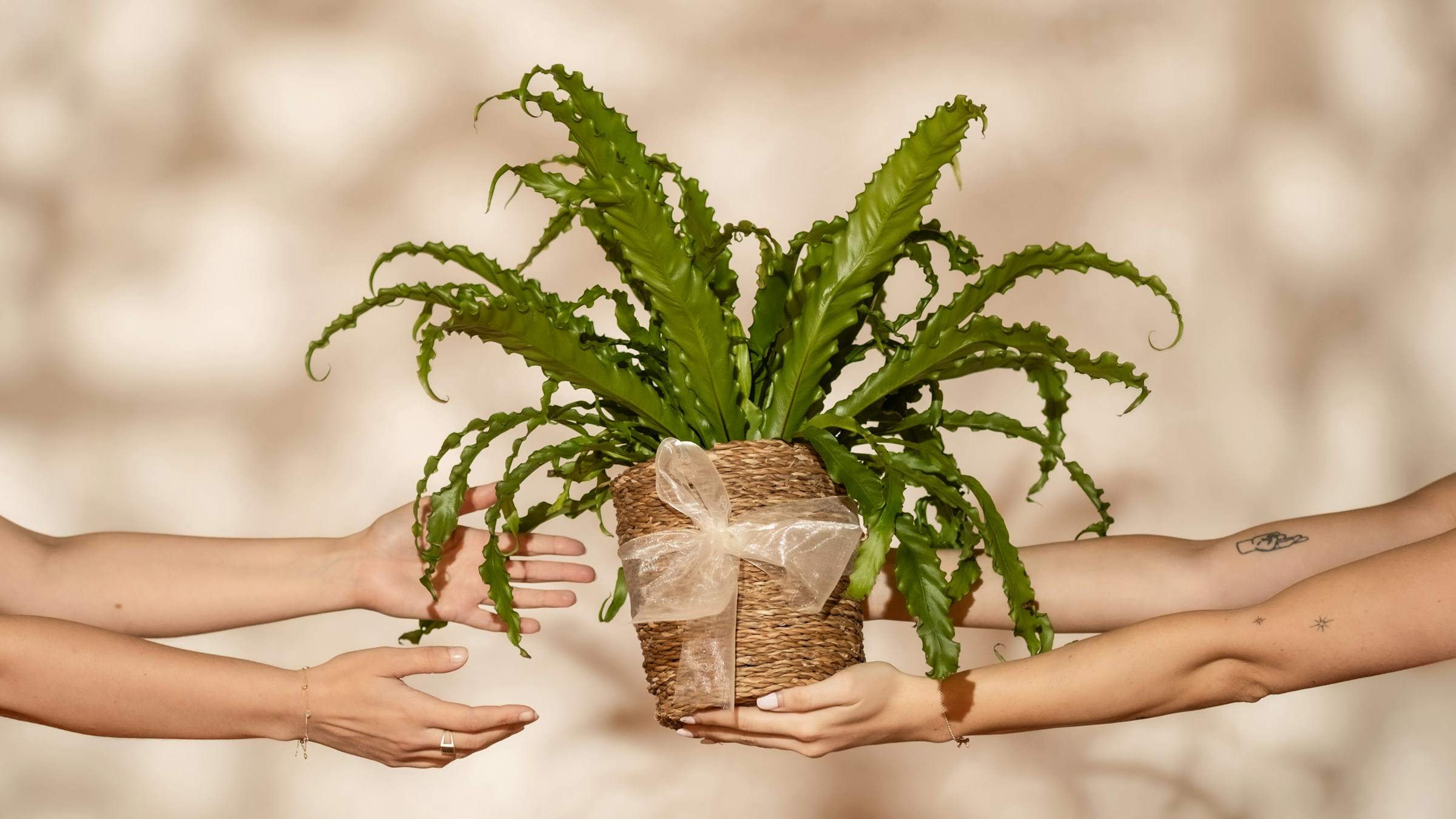 Someone gifting a plant to another person